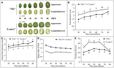 Comparative changes of health-promoting phytochemicals and sugar metabolism of two hardy kiwifruit (Actinidia arguta) cultivars during fruit development and maturity